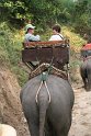 Day 9 - Chiang Mai - Elephant Camp 081